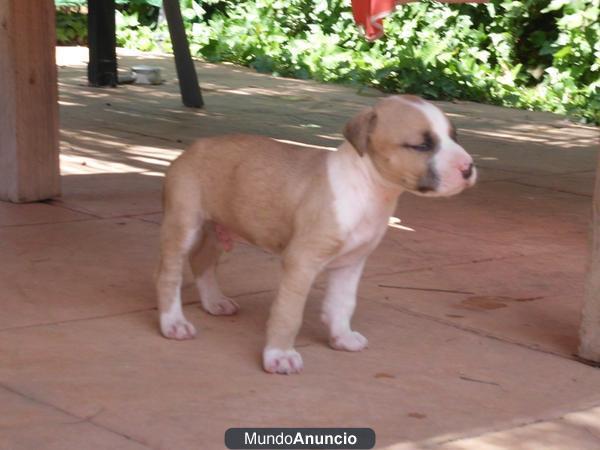 camada de stanffordshire bull terrier