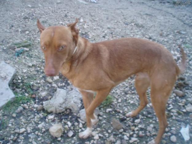 Cruz,perrito peque en adopcion URGENTE