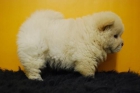 hembras y machos de chow chow, color blanco, camada para entregarse - mejor precio | unprecio.es