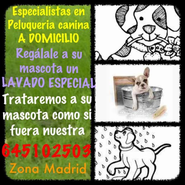 Peluqueria canina a domicilio