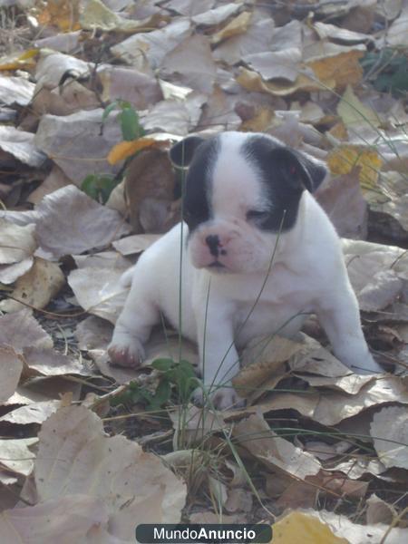 Preciosos Cachorros de Bulldog Frances Nacionales