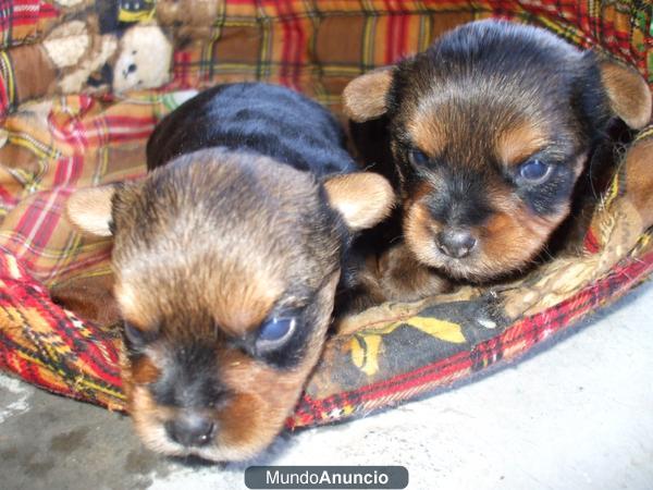 Preciosos cachorros yorkshire terrier