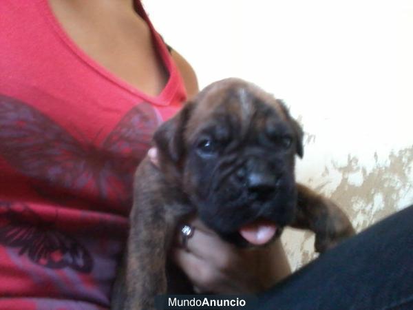 se venden cachorros boxer