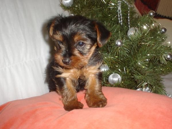 Se venden  YORKSHIRE TERRIER  con PEDIGREE 2 machos y una hembra.