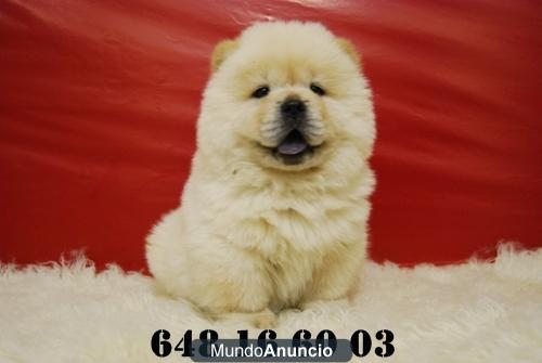 CHOW CHOW ELEGANTES PERRITOS¡¡ cachorros disponibles, www.doogs.es