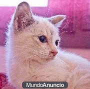 Adopta a Neisay Azul te esta esperando en Madrid Felina