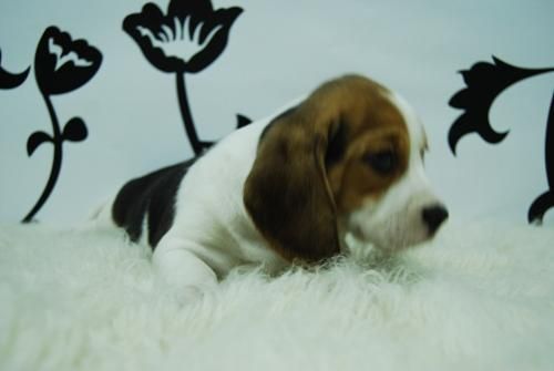 beagle tricolor! el cachorrito para tu hogar