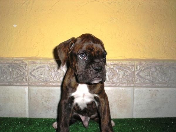 BOXER CACHORROS - NAVIDAD