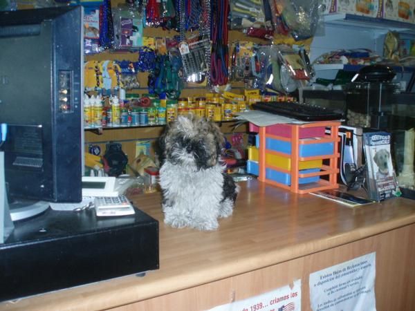 Shih tzu 295 euros