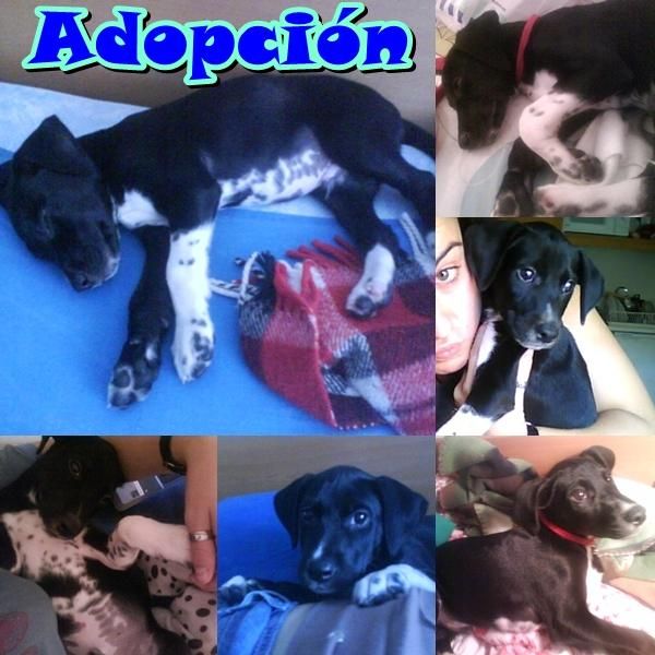 ADOPCION CAXORRO URGENTE!!