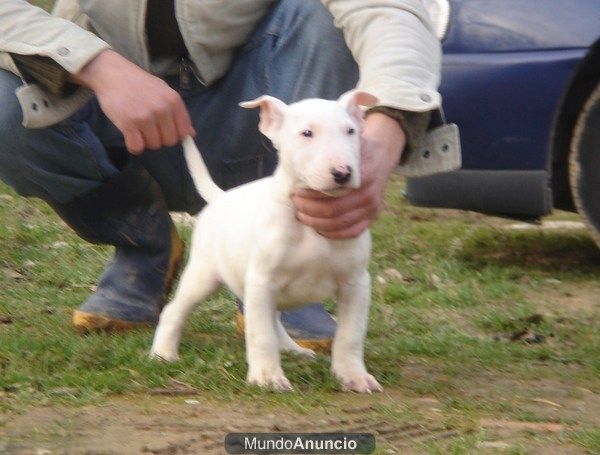 CACHORROS DE BULL TERRIER 590