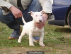 CACHORROS DE BULL TERRIER 590 - mejor precio | unprecio.es