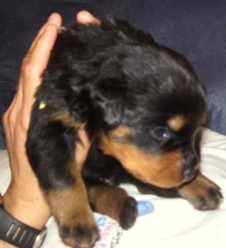 CACHORROS ROTTWEILER - 120