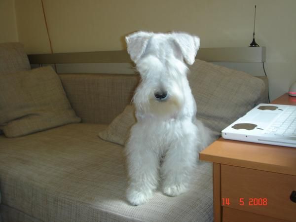 camada schnauzer miniatura blancos