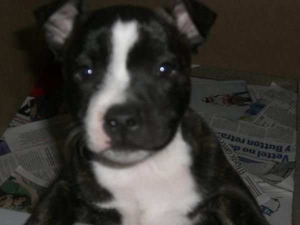 cashorro staffy