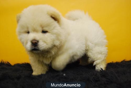 Chow Chow magnificos cachorros con pedigree de calidad