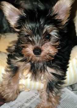 cola guapo yorkies cachorro