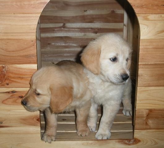 Fabulosos cachorros de Golden Retriever. Valencia