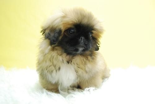 Lindos Pekines // Cachorros de Calidad Preciosos // www.animalflower.es//