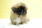 Lindos Pekines // Cachorros de Calidad Preciosos // www.animalflower.es// - mejor precio | unprecio.es