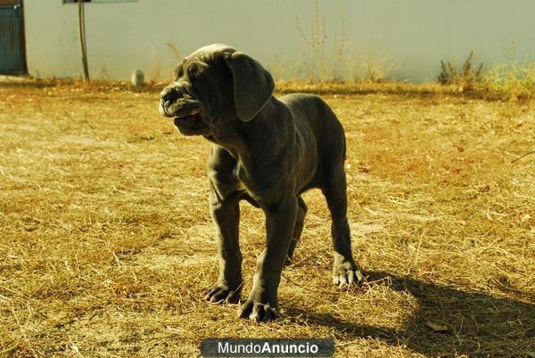 Mastin Napolitano. Cachorros de Calidad