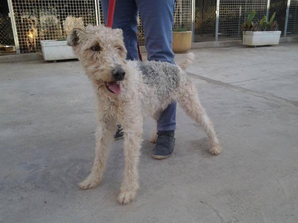 potter, precioso fox terrier en adopción                  !