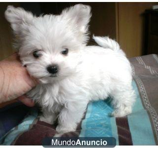 Regalo BICHON MALTES SUPERMINIATURAS CON L.O.E.