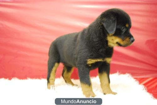 Rottweiler disponibles camadas de calidad para entregar