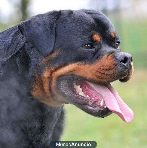 ROTTWEILER VAN TRIBU THE CAN