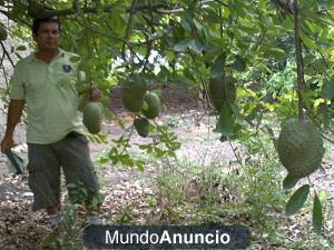 SE VENDE GUANABANA Y NONI