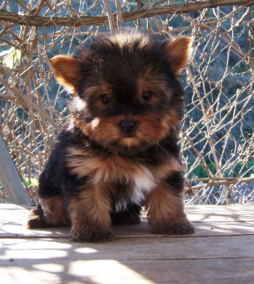 Yorkshire cachorritos de lujo