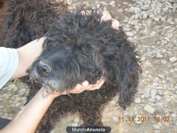 URTZ adopción solidaria...¡¡¡ha dejado de comer!!!