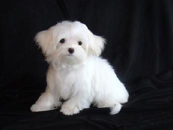 Bichon maltes linea americana