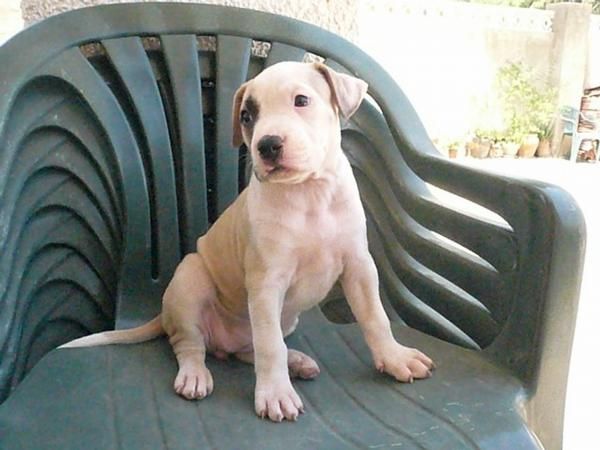 Cachorros American Pit Bull Terrier