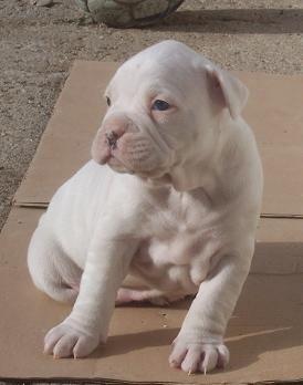 Cachorros Blancos de Boxer