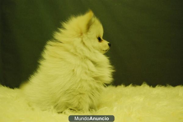 camada de pomerania en color blanco para entregarse