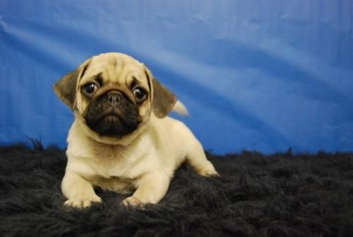 carlino, cachorros con tan solo dos meses de edad