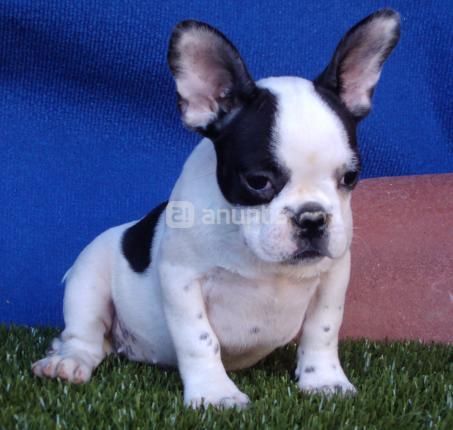 dispongo de bulldog frances, preciosos   120