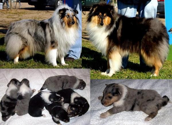 Excelente Camada Rough Collie Blue Mirlo y Tricolor