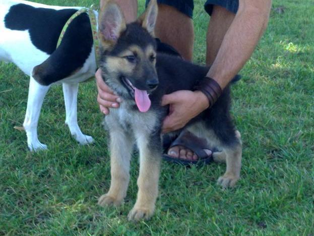 Gran cachorra de pastor aleman