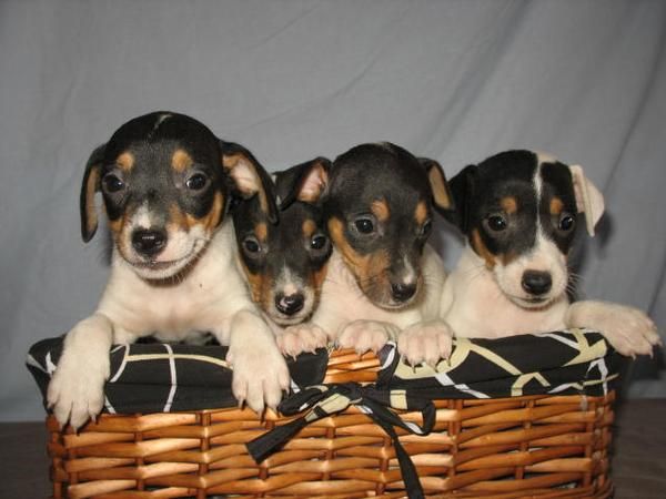 Lindos Cachorros Ratoneros 90euros