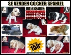 SE OFRECEN COCKER SPANIEL - mejor precio | unprecio.es