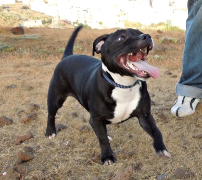 staffordshire bull terrier ( stafford ingles ) cachorra hembra