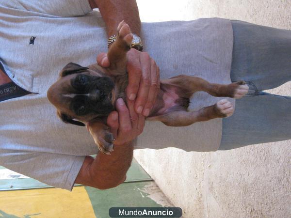 VENDO 2 CACHORRAS BOXER 180€