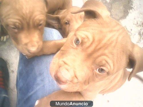 vendo 2 perritos de 1 mes pitbull puppies muy jugetones precio desde 350 euros precio negociable