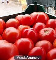 Venta de tomate