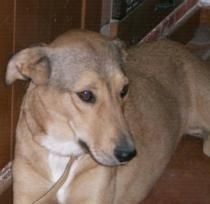 --  ADOPTA A LUNA:  x pastor alemán --