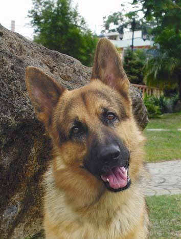 Cachorritos de Pastor aleman con dos meses