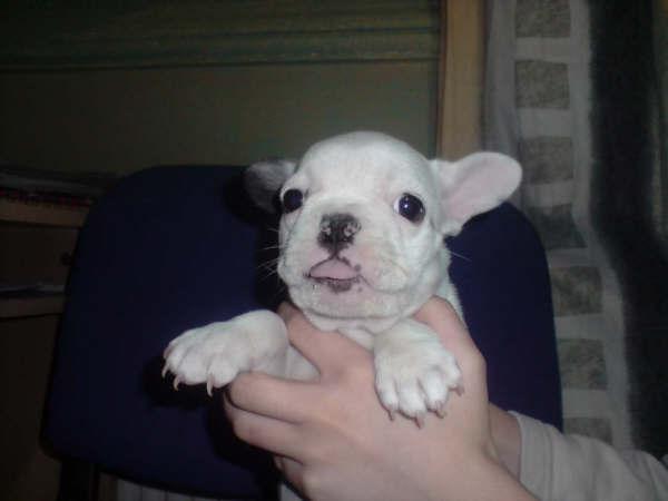 CACHORROS DE BULLDOG FRANCES 480 EUROS PEDIGREE Y OTRAS RAZAS