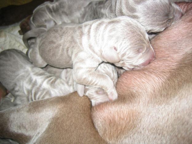 Camada de Weimaraner puros